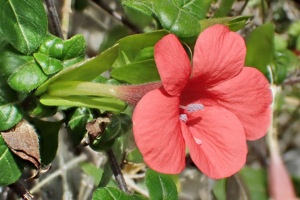 Barleria repens  (Lamiales - Acanthaceae)